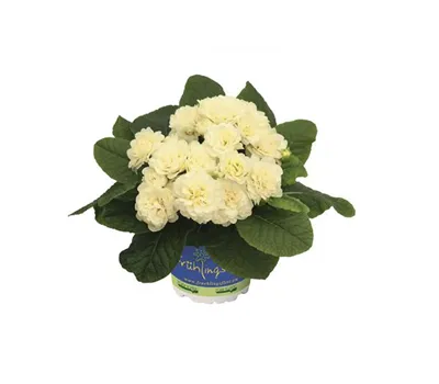 Primula vulgaris BELARINA 'Cream'