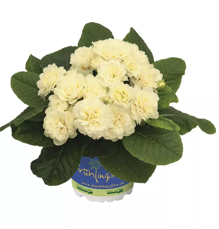 Kissen-Primel BELARINA 'Cream'