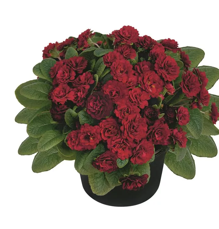 Primel BELARINA 'Valentine'