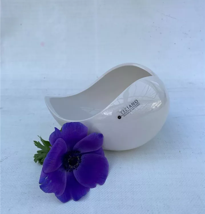 Schale Porto Creme Tiziano Keramik Dekoartikel Online Bestellen schale-porto-creme-tiziano-keramik-dekoartikel-online-bestellen