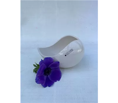 Schale Porto creme Schale Porto creme