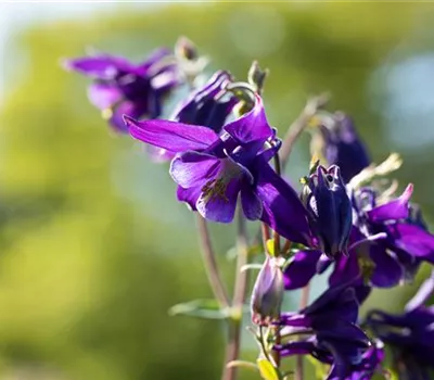 Aquilegia alpina