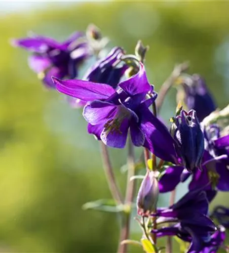 Aquilegia alpina