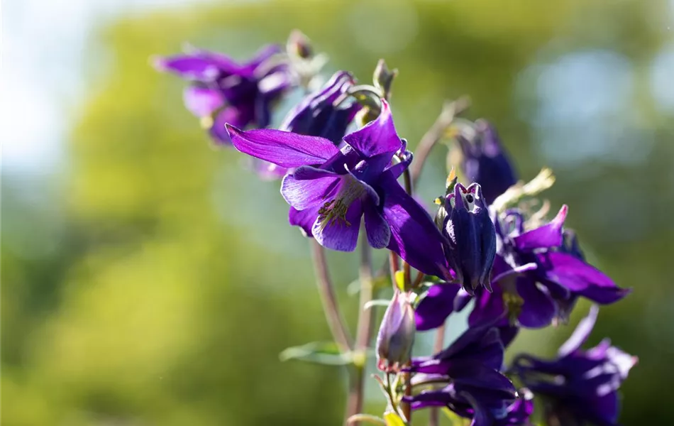 Aquilegia alpina