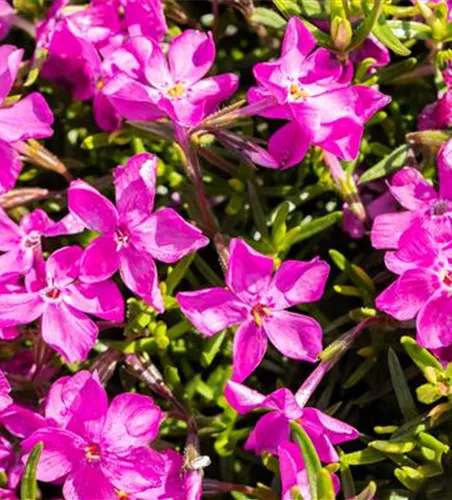 Phlox subulata 'Atropurpurea'