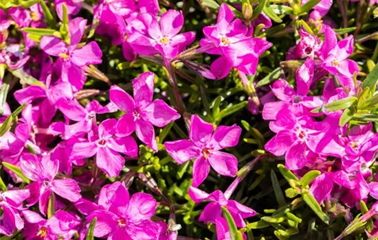 Phlox subulata 'Atropurpurea'