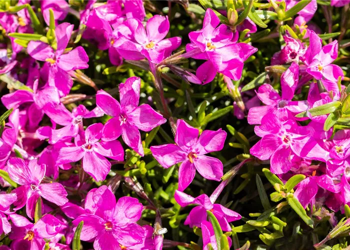 Phlox subulata 'Atropurpurea'