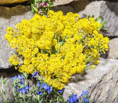 Aurinia saxatilis 'Compactum Goldkugel'