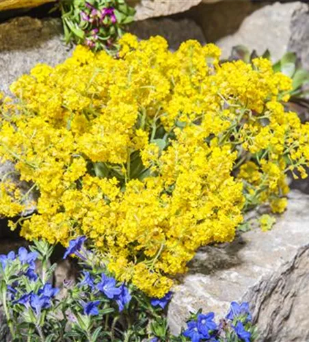 Aurinia saxatilis 'Compactum Goldkugel'