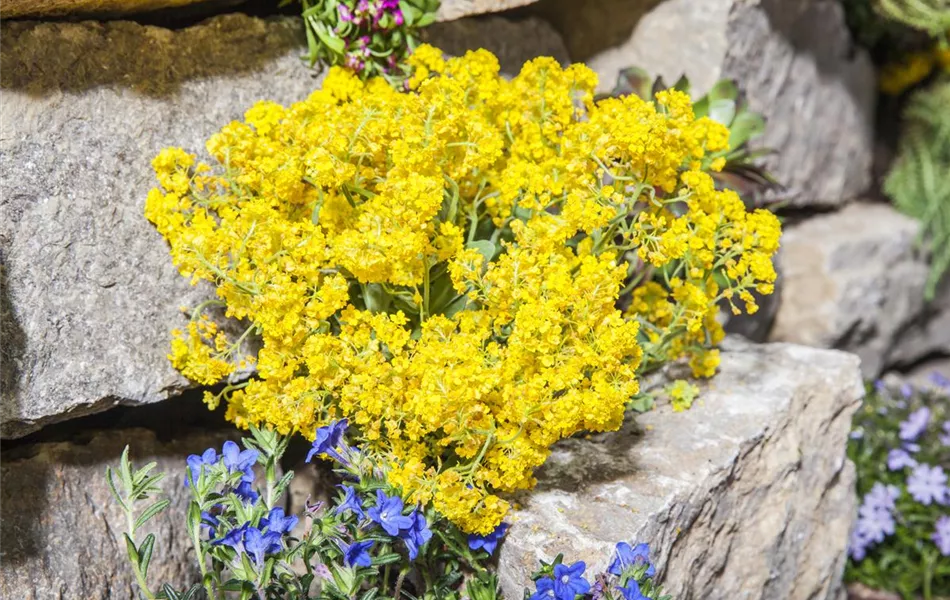 Aurinia saxatilis 'Compactum Goldkugel'