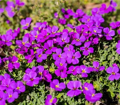 Aubrieta x cultorum 'Hamburger Stadtpark'