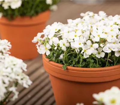 Aubrieta x cultorum 'Regado White'