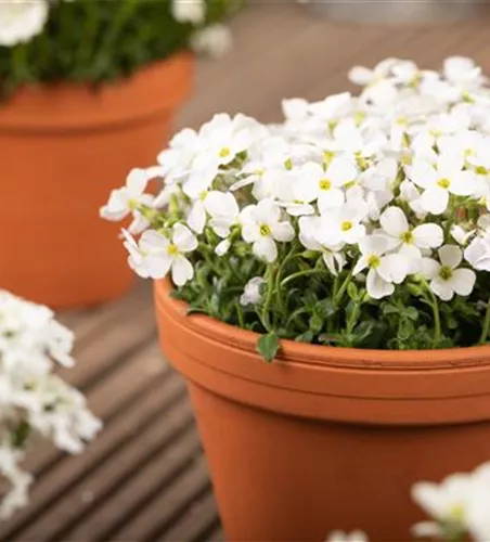 Aubrieta x cultorum 'Regado White'