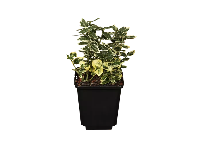 Euonymus fortunei 'Emerald Gaiety'