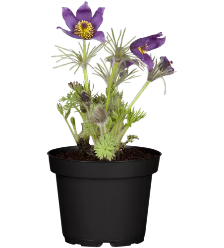 Pulsatilla vulgaris, blau