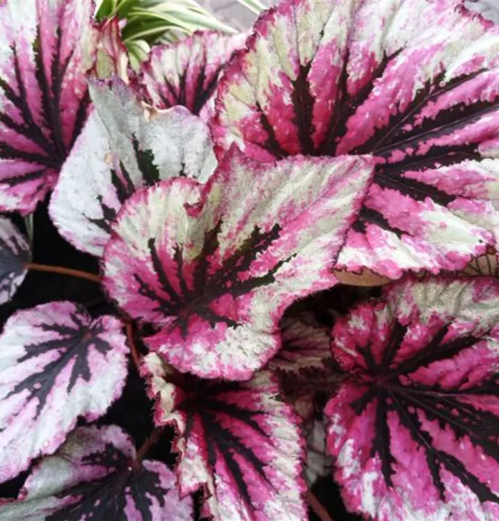 Begonie 'Evening Glow'®