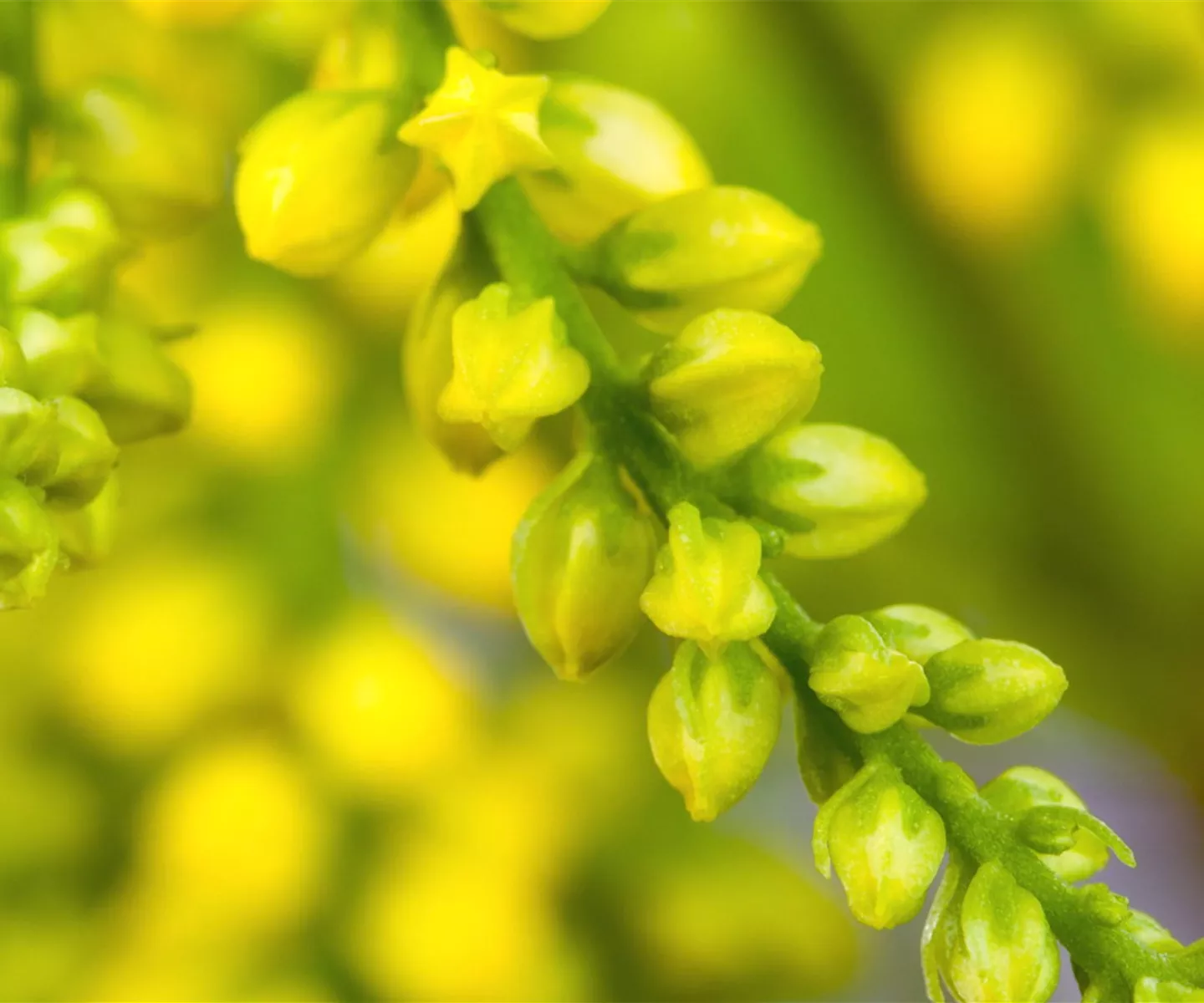Goldtröpfchen - Einpflanzen im Garten