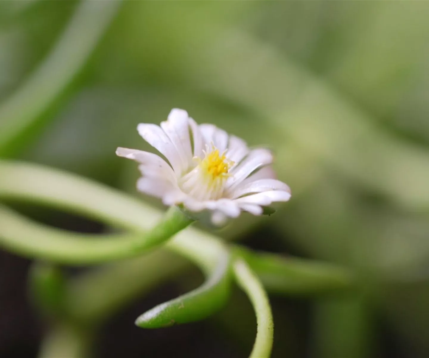 Kriechende Mittgsblume - Einpflanzen im Garten