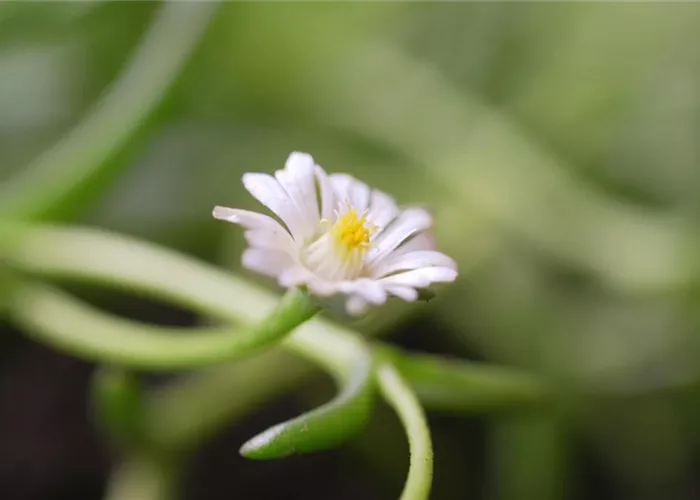 Kriechende Mittgsblume - Einpflanzen im Garten