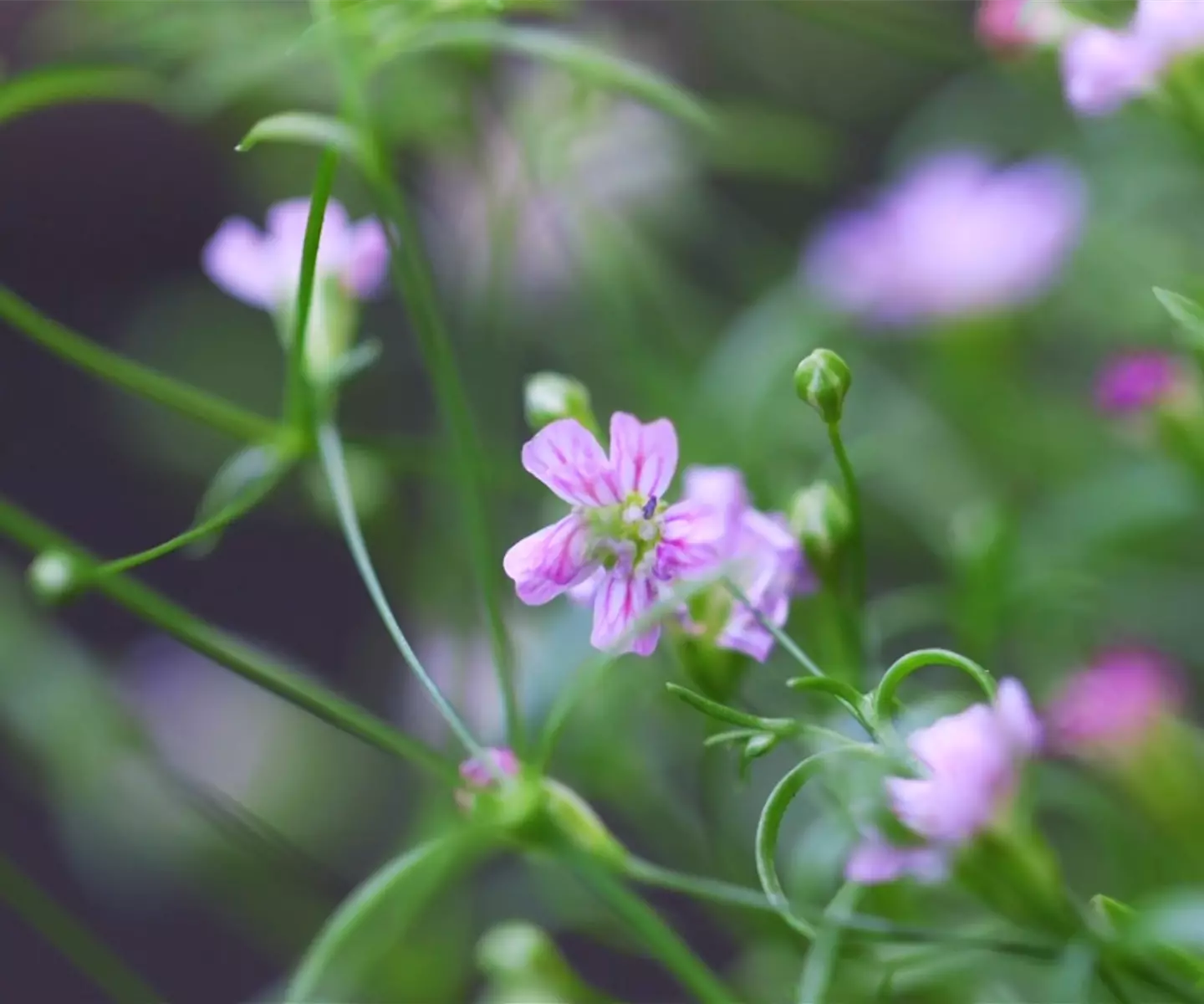 Sommer Schleierkraut - Einpflanzen im Garten