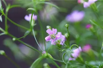 Sommer Schleierkraut - Einpflanzen im Garten