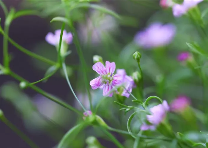 Sommer Schleierkraut - Einpflanzen im Garten