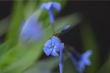 Texas Blaustern - Einpflanzen im Garten