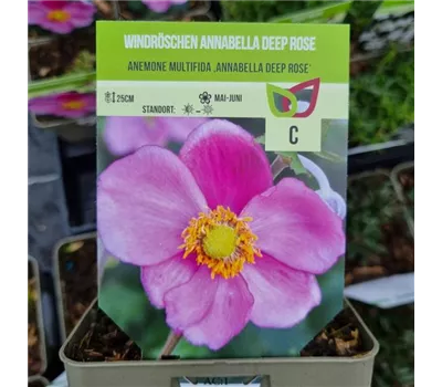 Anemone multifida 'Annabelle Deep Rose'