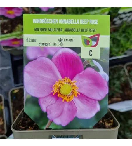 Anemone multifida 'Annabelle Deep Rose'