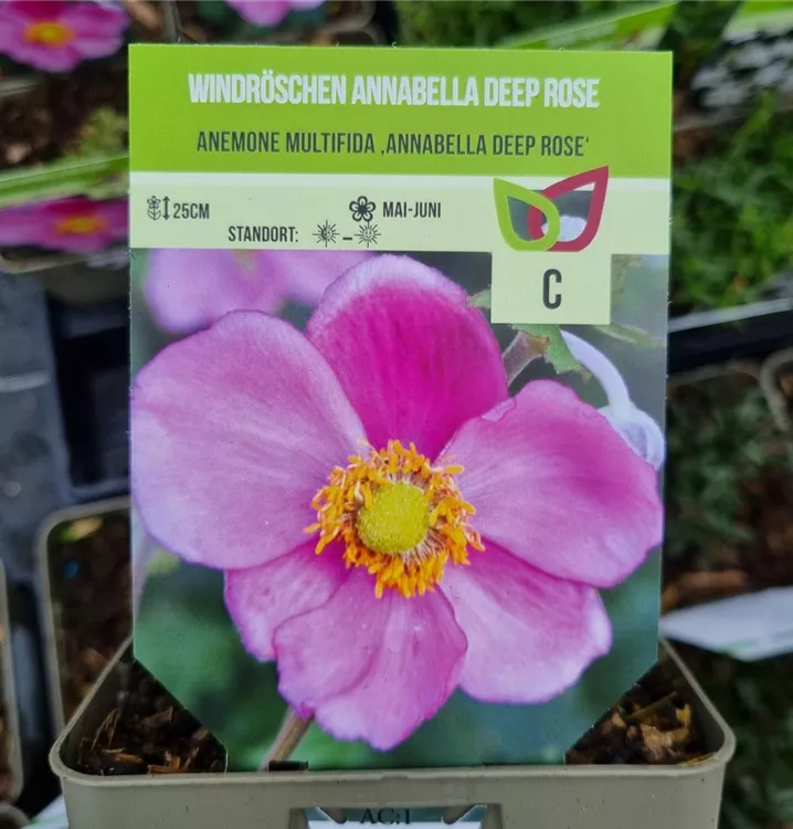 Frühsommer-Garten-Windröschen 'Annabelle Deep Rose