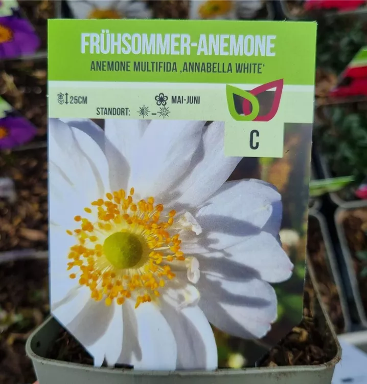 Frühsommer-Garten-Windröschen 'Annabelle White'
