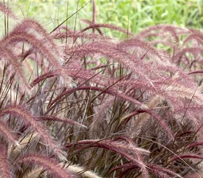 Pennisetum setaceum 'Rubrum'