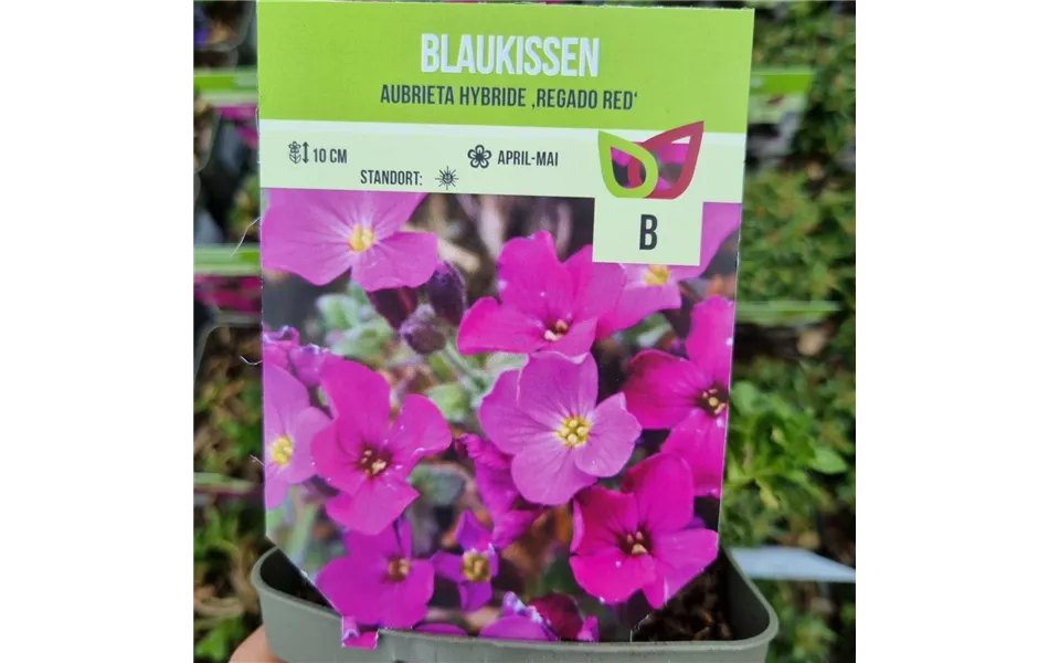 Aubrieta x cultorum 'Regado Red'