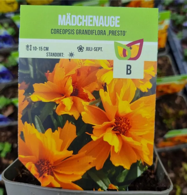 Großblumiges Mädchenauge 'Presto'