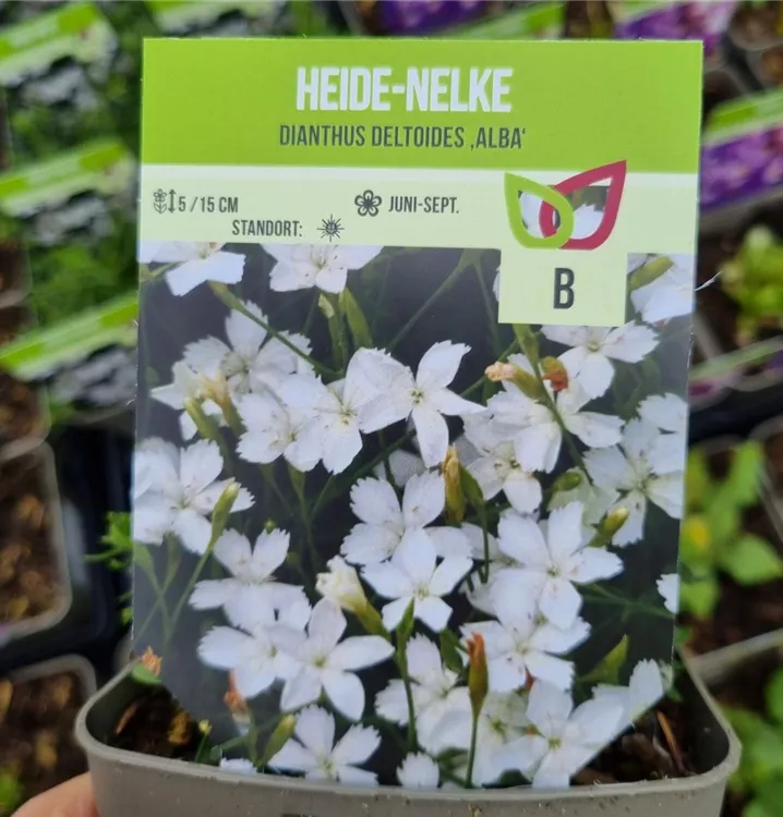 Weiße Heide-Nelke 'Alba'