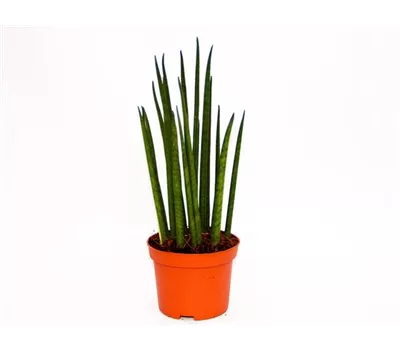 Sansevieria cylindrica