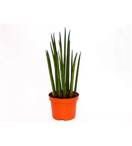 Sansevieria cylindrica