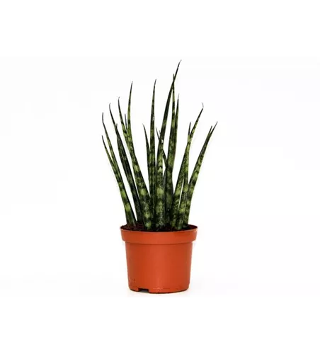 Sansevieria cylindrica 'Fernwood Mikado'