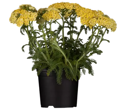 Achillea tomentosa