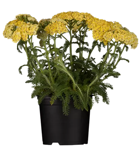 Achillea tomentosa