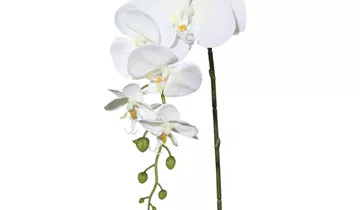 1A Garten Ammer 1A Garten Ammer