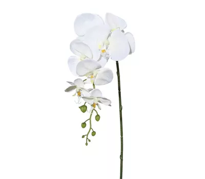 Phalenopsis 86cm creme Phalenopsis 86cm creme