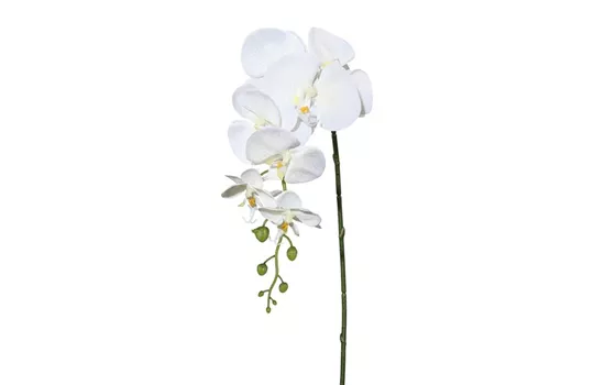 Phalenopsis 86cm creme Phalenopsis 86cm creme