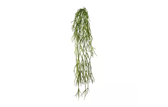 Sukkulenten Rhipsalis-Hänger