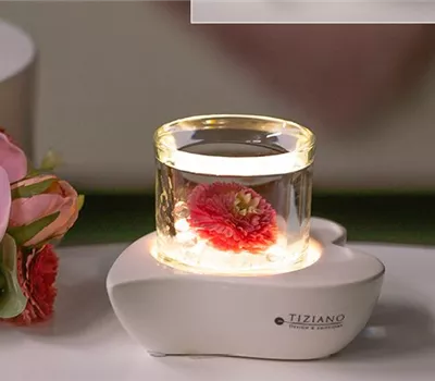 Deko Windlicht Giore weiß creme