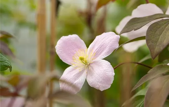 Clematis montana 'Fragrant Spring'