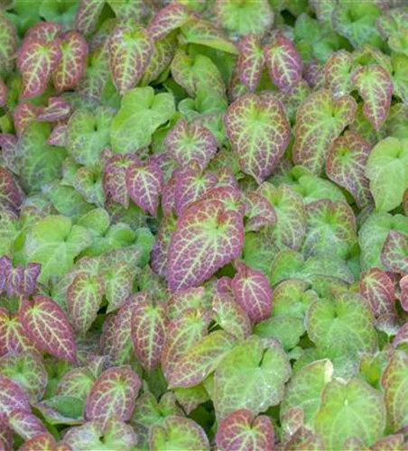 Epimedium x perralchicum 'Frohnleiten'
