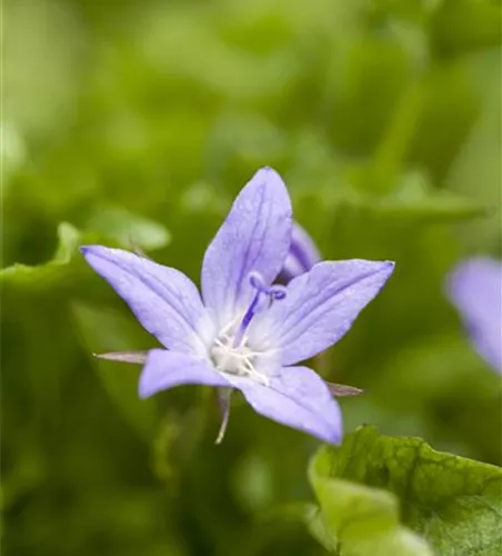 Campanula poscharskyana 'Stella'