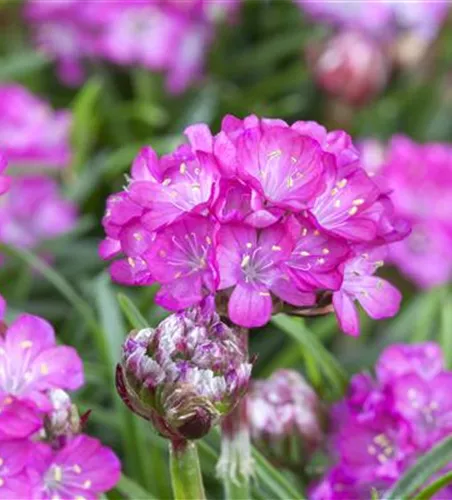 Armeria maritima 'Splendens'