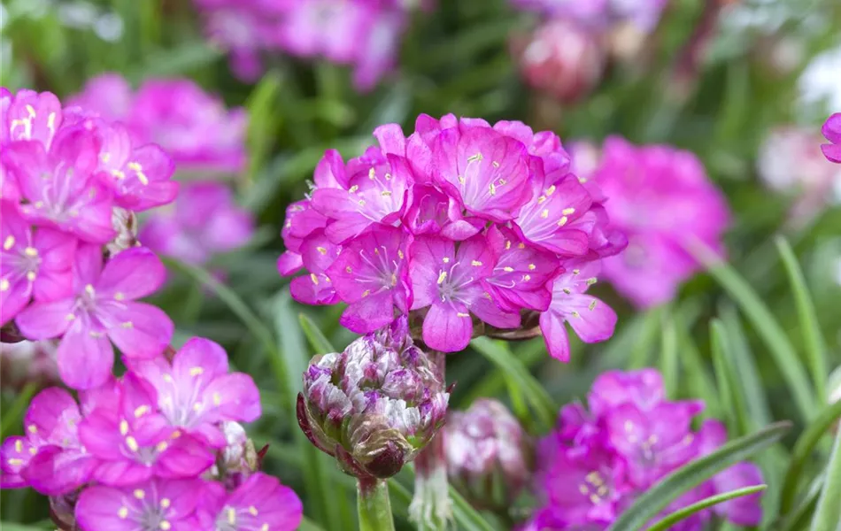 Armeria maritima 'Splendens'